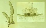 Asperococcus bullosus1